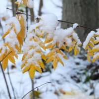 Осень :: Ольга Митрофанова