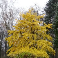 Гинкго осенью :: PRP 