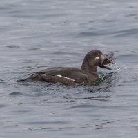 турпан. :: юрий макаров