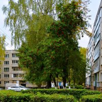 Новочебоксарск. Осенняя рябина во дворе дома по ул. Пионерской. :: Пётр Чернега