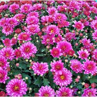 Цветы осени. :: Валерия Комова