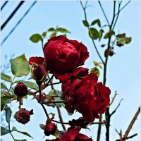 Зеленоградск. Розы ноября. :: Валерия Комова Зеленоградск. Розы ноября. :: Валерия Комова