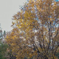 Осеннее :: Варвара