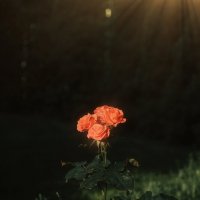 Роза в лучах солнца :: Анастасия Ильина