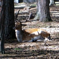Беловежская пуща :: Gal` ka