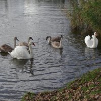 Лебеди в городском парке :: Рита Симонова