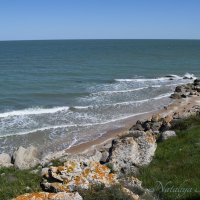 Природа Крыма :: Amazing Cosmea