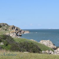 Природа Крыма :: Amazing Cosmea