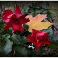 *** :: Aleksandr Gal