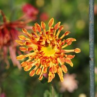 Из Никитского сада :: Татьяна Тюменка