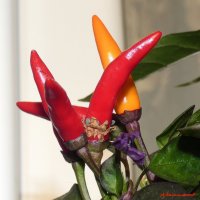 А вы перчики комнатные культивируете? :-) :: Андрей Заломленков