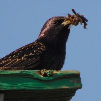 Удача ! :: nadyasilyuk Вознюк Удача ! :: nadyasilyuk Вознюк