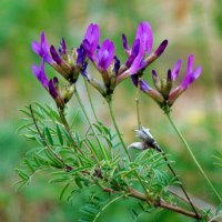Полевые цветы. :: nadyasilyuk Вознюк Полевые цветы. :: nadyasilyuk Вознюк