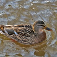 Серая шейка :: Светлана 