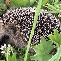 Ежик :: Ольга Савельева 