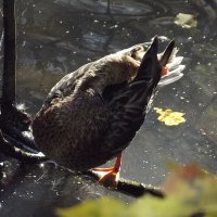 Утренние процедуры :: Freddy 97