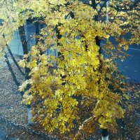 *** :: Валентина Береснева