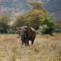 Большой африканский слон. :: Liliya 