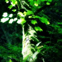 Джунгли зовут :: Павел Трунцев