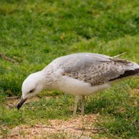 Чайка :: Максим 