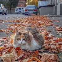 Осень в нашем дворе :: Игорь Протасов Осень в нашем дворе :: Игорь Протасов