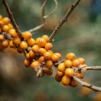 Про облепиху... :: Николай Гирш