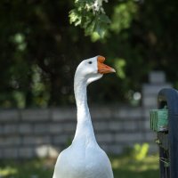 Царь-птица! :: Александр Гриднев