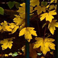 Осень 61 :: Алексей Кузнецов