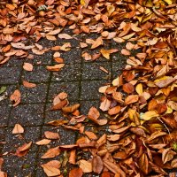 Осень 65 :: Алексей Кузнецов Осень 65 :: Алексей Кузнецов