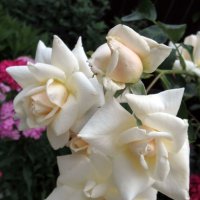 Розы... розы... :: viach 