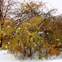 "Ноябрь зиму пригласил на танец..." :: VasiLina *