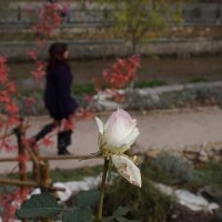 последняя роза :: Всеволод 