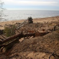 Репино :: Наталья Герасимова Репино :: Наталья Герасимова