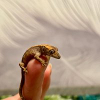 Обнимашки :: Ален Янн