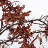 ,,, :: Светлана Ищенко