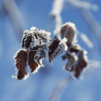 Приукрасились :: Galina Iskandarova