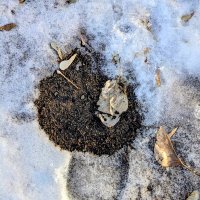 Грибок :: Георгиевич 