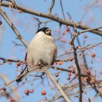 Вкусные яблочки :: Виктор Иванович Чернюк Вкусные яблочки :: Виктор Иванович Чернюк