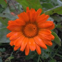 Ещё цветёт календула :: Людмила Смородинская Ещё цветёт календула :: Людмила Смородинская