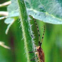 Жук усатый – важный жук, в жёлтых крапинках сюртук. :: nadyasilyuk Вознюк