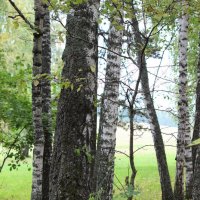 лес август :: Ольга Гомзина