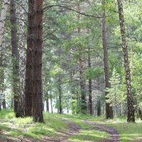 Берегите лес :: Ольга Гомзина