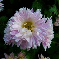 Хризантемы :: Валентин Семчишин Хризантемы :: Валентин Семчишин