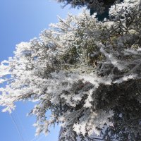 неожиданный март :: Елена Шаламова