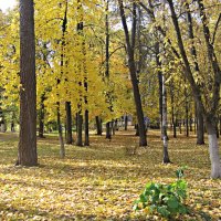 Осенью в парке :: Елена Семигина