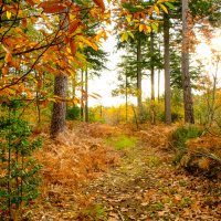 Осень в лесу (2) :: Георгий А