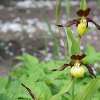 Венерин башмачок :: Ольга Савельева 