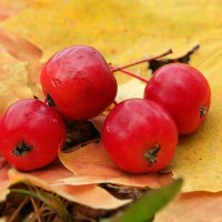 Про дары осенние... :: Андрей Заломленков