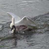 Лебеди в городском парке :: Рита Симонова