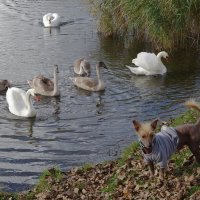 Лебеди в городском парке :: Рита Симонова Лебеди в городском парке :: Рита Симонова